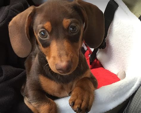 If you are located around Vienna, Illinois, and what you are looking for is a very beautiful either long haired or short haired miniature doxie, then this is a great breeder to check out. Keep in mind that there are no standard size dachshunds available here. That said, the pups available here do come in a variety of patterns and colors.